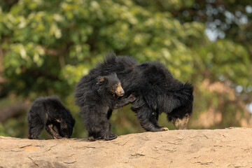 Indian Sloth Bear cub sees the lens and immediately starts climbing mothers back - Location Daroji Sloth Bear Sanctuary, Karnataka