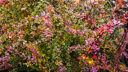 Natural abstract background of colorful leaves of barberry in autumn; rich variety of colors, beautiful red berries.