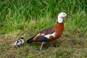 Paradise shelduck with chick. Endemic species to New Zealand
