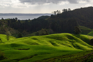 Obraz premium Green hills landscape. New Zealand