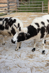 White and black rams and goats in eco zoo in Carpathians, Bukovel.