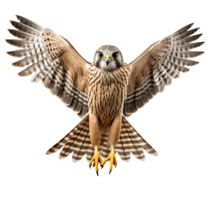 Obraz premium flying kestrel bird transparent background