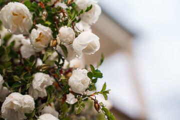 Beautiful white roses with raindrops