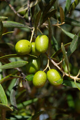Aceitunas verdes madurando, cosecha del olivar