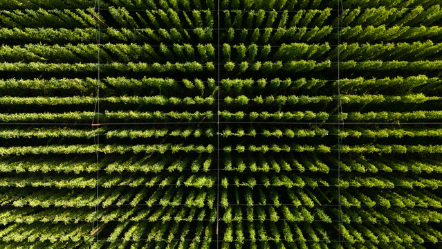 Drone shot of hop fields in the Bodensee region