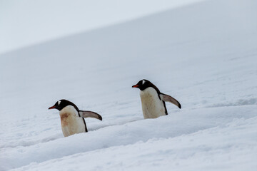 Fototapeta premium Close-up of a group of Gentoo Penguins -Pygoscelis papua- walking along a penguin highway in a snowy landscape of the colony at Danco island, on the Antarctic Peninsula