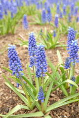 Fleur de muscari