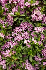 pink daphne flowers