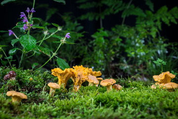 mushroom Cantharellus cibarius in the moss in the forest