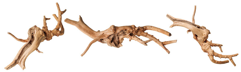 set old dry driftwood tree branch on an isolated white background close-up