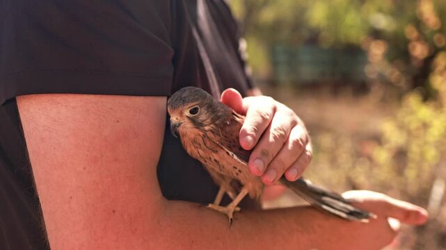 A falcon sits on a man's hand.