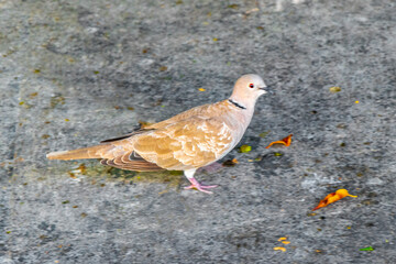 Dove pigeon bird gray runs outside on the ground Mexico.