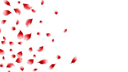 realistic red rose petals floating on transparent background. romance, love flower blossom