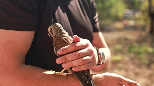 A falcon sits on a man's hand.