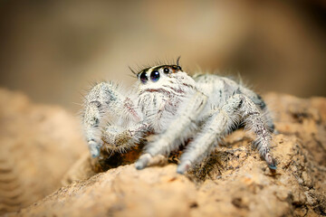 Hyllus diardi jumping spider, salticidae animal arachnid family jumping web spider. Hyllus diardi arachnoid yellow spider macro photography.