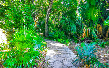 Natural tropical way walking path jungle nature palm trees Mexico.