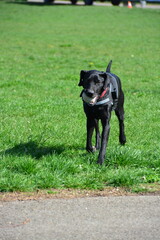 Beautiful black dog