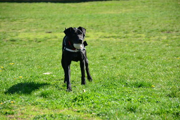 Beautiful black dog