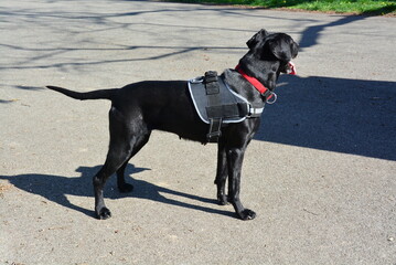 Beautiful black dog