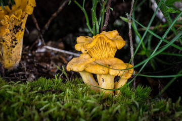 mushroom Cantharellus cibarius in the moss in the forest