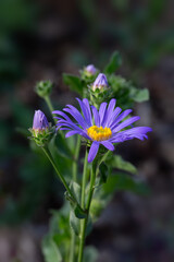 Closeup of flower of Aster amellus 'King George' in a garden in late summer