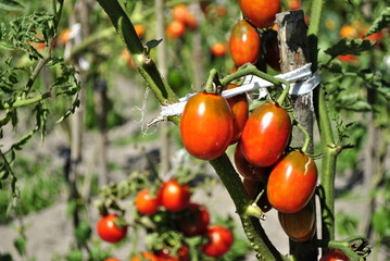 tomatoes on a tree