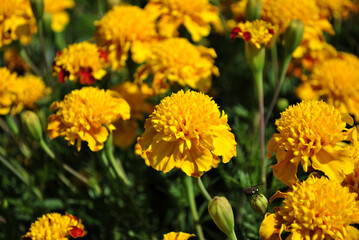 field of flowers