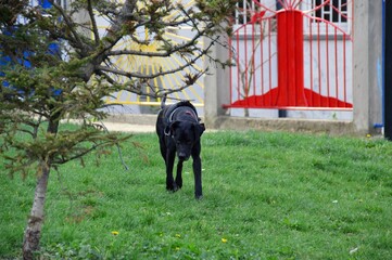 Beautiful black dog