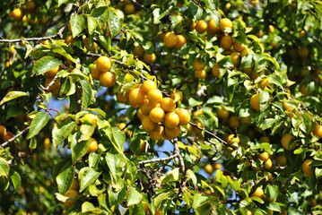 plums on tree