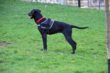 Beautiful black dog