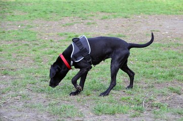 Beautiful black dog