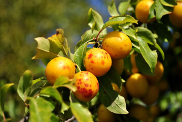 plums on a tree