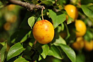 plums on tree