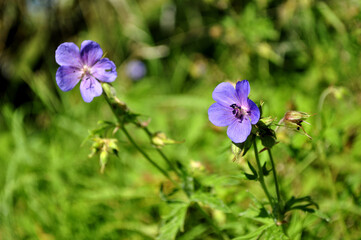 flowers in the garden