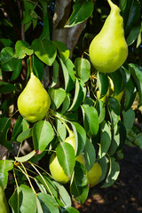 Close up of Pear Hanging on tree. Fresh juicy pears on a tree branch. Organic pears in natural environment. Crop of pears in autumn garden. Selective Focus.