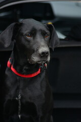 Beautiful black dog