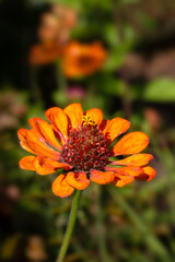 Closeup of flower of sneezeweed 
 (Helenium 'Rubinzwerg') in a garden in late summer