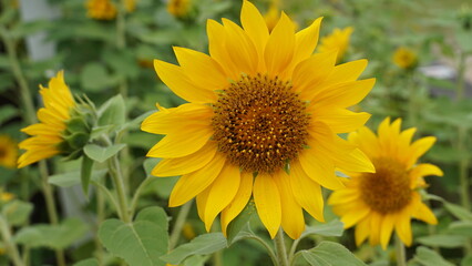 Sunflower