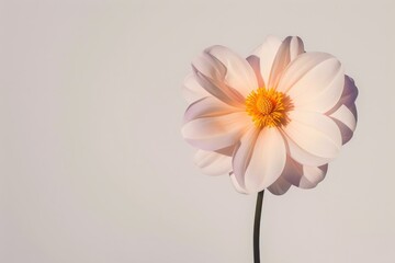 Obraz premium Colorful spring flowers on white background close-up. Beautiful simple AI generated image