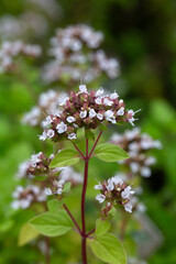 Closeup of flowers of herb Golden Oregano (Origanum vulgare 'Aureum') in a garden in late summer