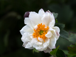 Closeup of a single flower of Japanese anemone (Anemone hupehensis 'Snow Angel') in a garden in late summer