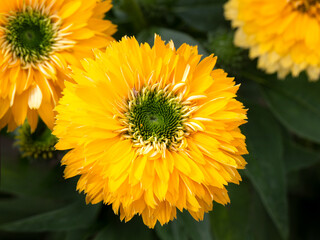 Closeup of flower of Echinacea 'SunSeekers Golden Sun' in a garden in late summer