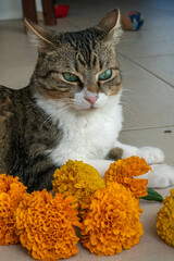 Naklejka premium Marigol Cempasuchil Flower Cat portrait