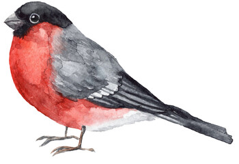 bullfinch bird, (Carduelis), watercolor illustration isolated on white background. Bullfinch bird watercolor illustration. Hand drawn bright eurasian avian. Forest little songbird.