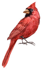 Red cardinal bird realistic illustration on white background. Hand drawn watercolor beautiful red bird. North America native wildlife forest avian.