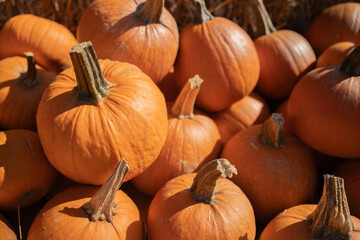 Pumpkin harvest. A huge number of orange pumpkins in the autumn rays of the sun