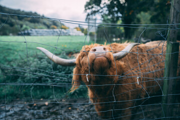 A red Scottish Highland Coo (cow) rubbing up against a wire fence. Close up.