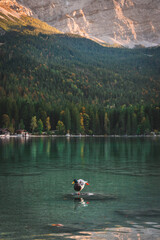 A single duck poses on a rock in the middle of Lake Eibsee in Bavaria, southern Germany. The water reflects the far shore, green forest and mountains in the background.