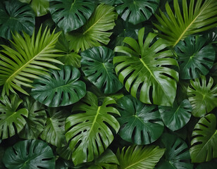 Tropical leaves background, Top view of Monstera leaves.