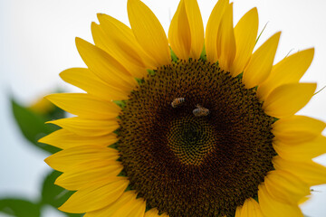 Sunflower Fields Mexico